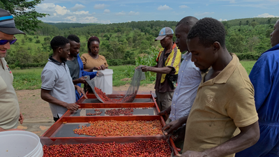 Project Tanzania, Herbebossing